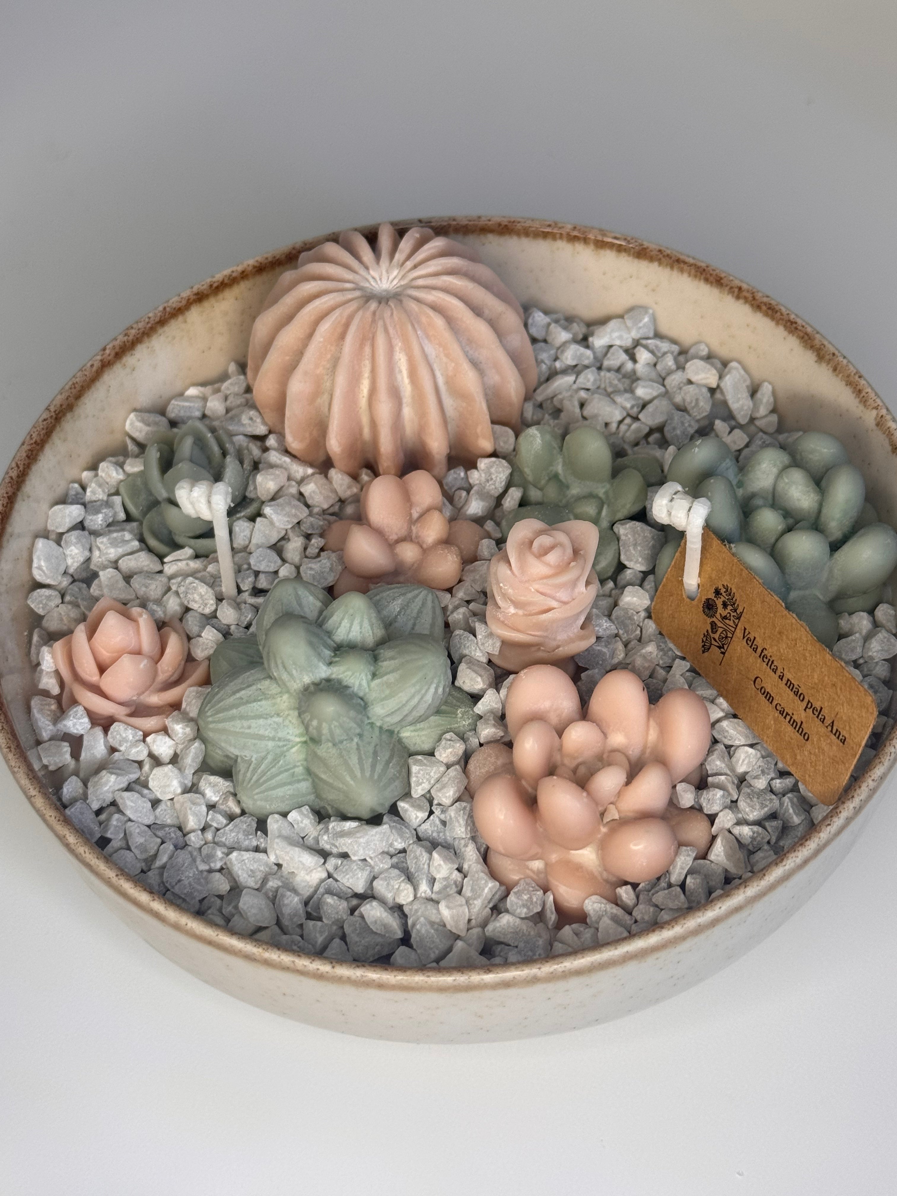 Jardim de Suculentas Pequeno